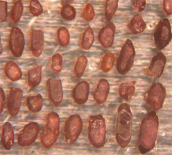 This image shows an array of Jack Hill zircons arranged on a piece of tape. Largest zircons ~ 1mm. CC BY-NC-SA 3.0 from: Science Education Resource Center
