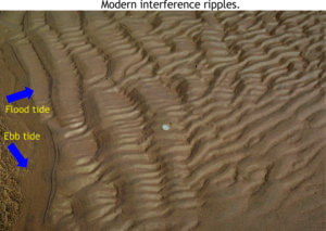 Recent interference ripples on a tidal flat