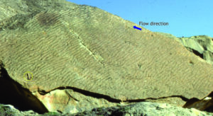 Straight-crested ripples nicely exposed on bedding. Paleocene, Ellesmere Island.