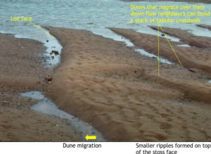 Tabular crossbedding is produced by dunes like these modern examples from Minas Basin, Nova Scotia dunes.