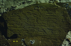 Parting lineation in laminated sandstone provides ambiguous paleocurrent directions.