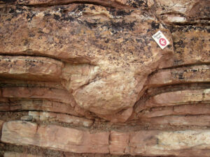 Photograph showing a cross-sectional view through a sauropod dinosaur footprint: a series of strata at the lower part of the outcrop (and field of view) are flat, or squished downward in the middle. A big sandstone layer in the upper 1/3 of the image (and outcrop) shows a pronounced downward bulge, round and divot-like. A small sign on the outcrop reads "Dinosaur track" with an arrow.