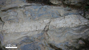 Photograph showing a granite dike (about 10 cm thick) cutting across folded schist. The wavelength of the folds in the schist is about 20 cm. The folds' axial planes run from the front to the back of the photograph. A white bar provides a 10 cm sense of scale.