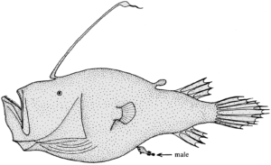The female is 10x the size of the male.