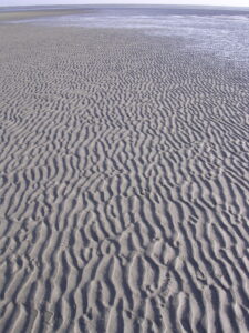 Symmetrical ripples, tidal flat, Sapelo Island, Georgia