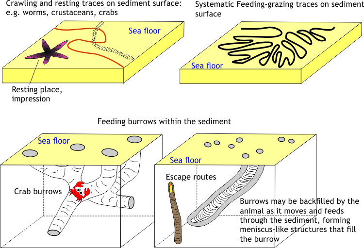 Trace fossils can be divided into groups according to the behaviour of the animals that produced them. Here are four schematics of resting, crawling grazing, feeding, dwelling, and escape activities