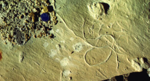 A crawling or grazing trace made on an Eocene sea floor, or within the sediment below the surface, possibly by a small crustacean
