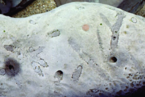Crustacean feeding burrows (Lower Miocene); the burrow walls are lined with small mud nodules that were excreted by the animal as it fed. This trace fossil is called Ophiomorpha