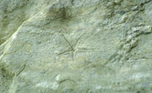 The resting trace of a Permian star fish, Ellesmere Island