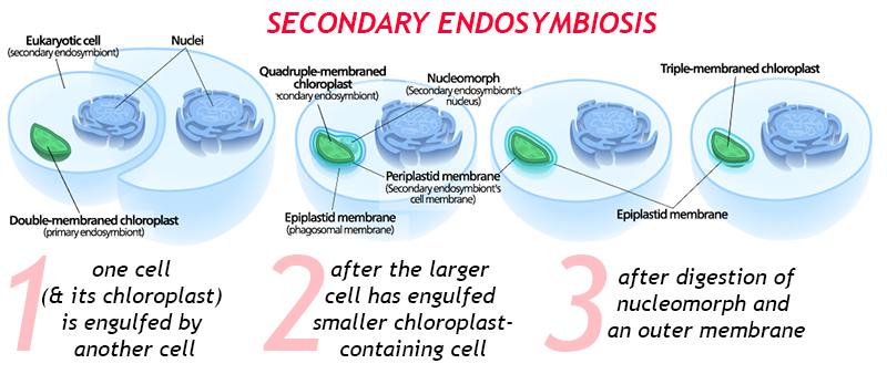 Three (or four) step diagram showing the development of a a secondary endosymbiont. The primary endosymbiont is the chloroplast. A eukaryotic cell containing a chloroplast is engulfed by another larger eukaryotic cell. After the smaller cell is surrounded by a larger host cell, the double-membraned chloroplast is surrounded by two more membranes. Between membranes 3 and 4 is a small remnant of its original host cell's nucleus, now called a nucleomorph. After some time, the new host cell may have digested the nucleomorph, resulting in a quadruple membraned chloroplast. The new host cell may also manage to digest the outermost