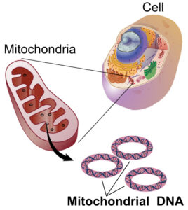 A cartoon diagram showing 3 hoops of mitochondrial DNA in a mitochondrion, within a cell.