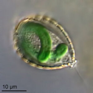 Photomicrograph showing a round, clear protist, with a single flagellum emerging from one end. Inside are what appear to be two curled green sausages: these are the endosymbiont cyanobacteria. A scale bar shows 10 microns; the overall length of the organism is about 25 microns (not including the flagellum).