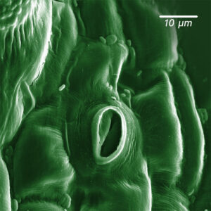 Photomicrograph of an oval-shaped stoma on a gently undulating surface (the underside of a leaf). A scale bar shows that the field of view is about 50 microns wide.