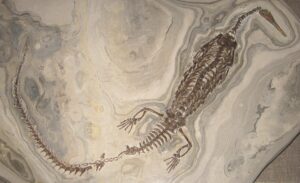 Photograph of a full-body reptile fossil, like a lizard, about a foot long.