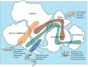 Map showing the distribution of 4 fossil species across the (reconstructed) continents of southern Pangaea (Gondwana). 