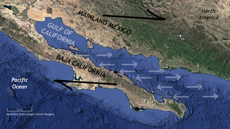 Annotated map of western Mexico and the eastern Pacific Ocean. Specifically, the map shows the Baja California peninsula, a long skinny ribbon of land, separated from mainland Mexico from the Gulf of California, a long, skinny body of water. At the bottom of the Gulf is a zigzag pattern of spreading center segments (oceanic ridge) and perpendicular transform faults.