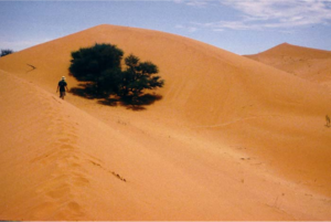 Photography of a sand dune. A person walks along its crest, toward a single lone tree.