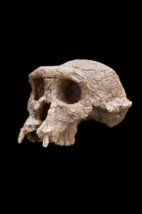Sahelanthropus tchadensis, Toumai - TM 266-01-060-1, skull, 3/4 view (Image: Smithsonian Institution)