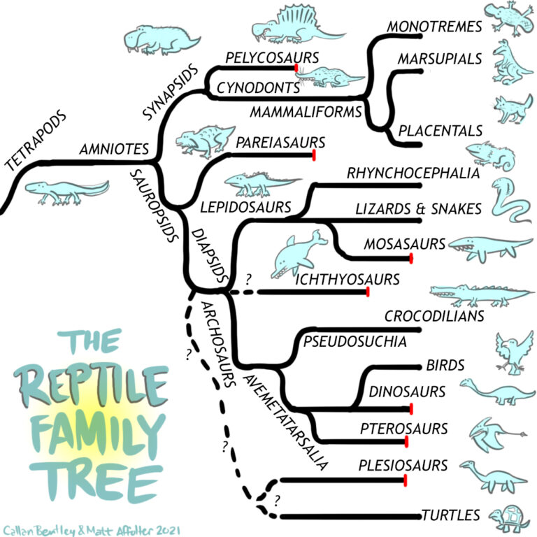 Reptile Radiation – Historical Geology