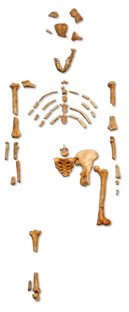 Reconstruction of the fossil skeleton of "Lucy", Australopithecus afarensis. (Image: 120, CC BY-SA 3.0 , via Wikimedia Commons