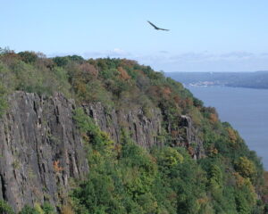Photograph of a dark-colored cliff, with a bit of vegetation growing on it, and a river and a distant shore in the background. A vulture flies overhead.