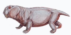 Sketch of a hoglike reptile with short legs and a blunt face bearing two small tusks.