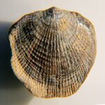 A photograph of a shell with fine ribs.