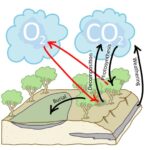 Diagram showing the various fluxes within the C and O cycles' relationship to plants. Plants pull CO2 from the atmosphere and release O2 as a waste product. The O2 will eventually react with the plant C through decomposition, unless the plant matter is buried. Once buried, it becomes part of sedimentary rocks, and is locked in the lithosphere until uplift allows it to be weathered.