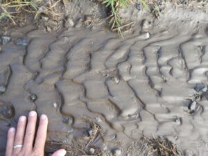 Photograph showing a ripple train in sand. The ripples' crests run from the foreground to the background, with steep sides on the left, and gently sloped sides to the right. A geologist's hand provides a sense of scale: the ripples are 1 cm tall and ~4 cm from crest to crest.