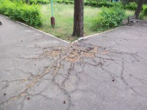 Photograph showing tree roots breaking up parking lot asphalt.