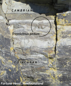 Annotated photograph showing the official boundary between the uppermost Ediacaran sediments (finely laminated) and overlying Cambrian strata, marked by the burrows Treptichnus pedum at the boundary. The photo was taken at Fortune Head, Newfoundland.