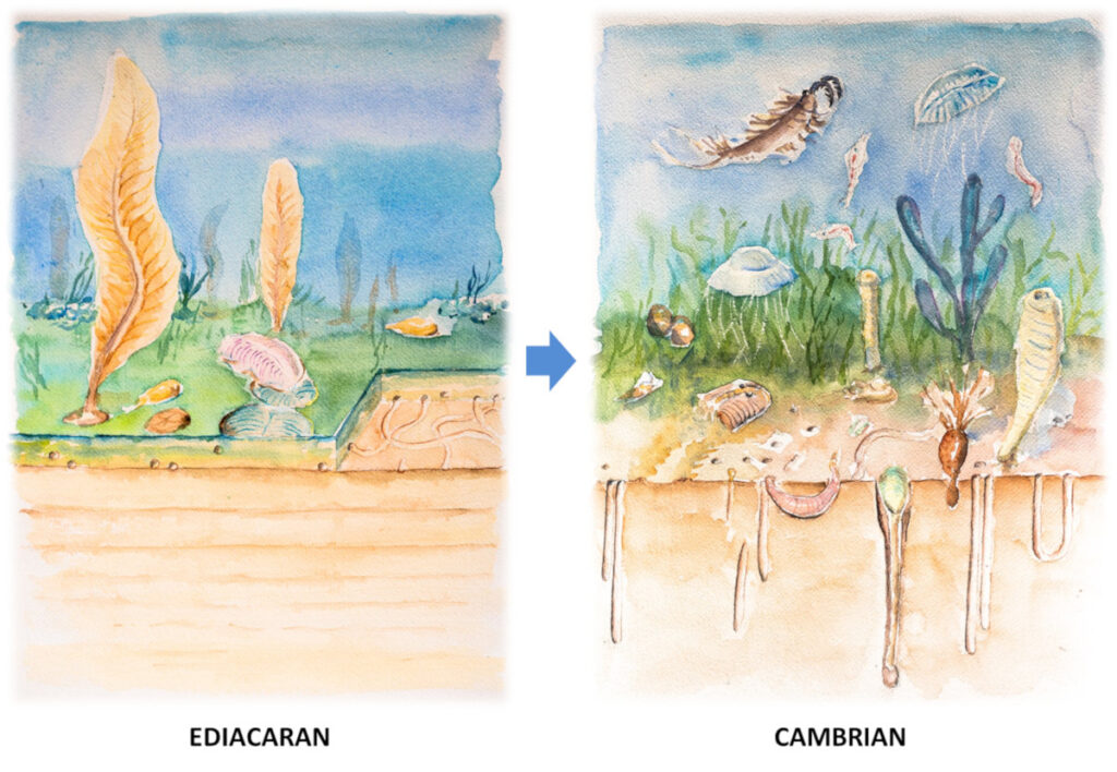 Watercolor painting comparing Ediacaran and Cambrian ecosystems. The panel on the left shows the Ediacaran fauna atop thick microbial mats, with very little action below the sediment/water interface. In the Cambrian panel at right, the ecosystem is less constrained to the bottom; organisms swim above in the water column but also burrow down into the sediment below, disturbing the strata there. 