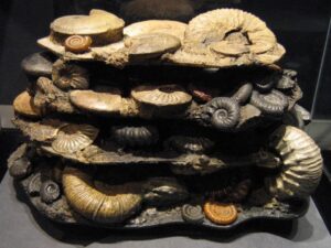 Photograph showing a museum display of four "strata," each chock-full of a diverse group of distinctive ammonoids.