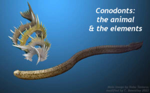 Photo illustration of the conodont animal, looking like a small, thin eel, and also its fossil "elements" which are arching solid features with many projecting spikes. 