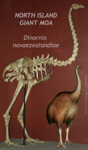 Skeleton of a giant moa from New Zealand, and a reconstruction of what the bird would have looked like in life (12 feet tall, bipedal, chunky body with a rather small head at the end of a sinuous neck).