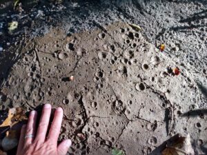 Photograph showing numerous small 5 mm-1cm raindrop impressions as small "craters" in a mud deposit. A human hand provides a sense of scale. There are some mudcracks cutting across some of the raindrop impressions.