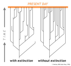 Diagram showing two hypothetical evolutionary "trees": one with branches "pruned" by extinction, and the other with every branch making it to the present day.