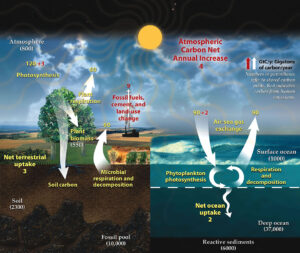 A conceptual diagram showing the flow of carbon between reservoirs in the Earth system. Most important is that human activities release about 9 gigatons of carbon into the atmosphere per year, of which 3 is re-absorbed by plant photosynthesis, and 2 is dissolved in the oceans. The leaves a net atmospheric gain of 4 gigatons per year. 