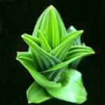 Photo of a green plant unfurling its leaves.