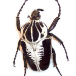 Photograph of a large beetle.