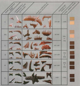 A graphic showing the Conodont Alteration Index. Rows show different colored conodont elements, with the lightest colored at the top (lowest temperature) and darkest colored at the bottom (highest temperature).