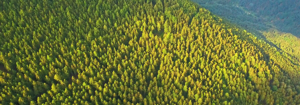 Aerial photograph of a forested mountainside, covered in coniferous trees. 