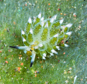 Photograph of a sea slug, that is green, like a plant. It is shaped something like a pinecone, with two "antennae" poking out the front. White triangles tip each of the "leaves" that poke out of its back. 