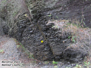 Photograph showing an outcrop of black shale.