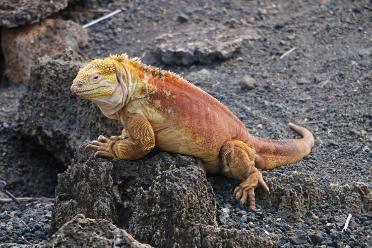 Photograph of a FAT yellow/orange/brown iguana on a black basaltic rock outcrop with gravel in the background.