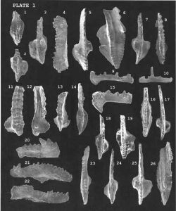 Illustration of microscopic conodonts from Alaska showing several different plate and tooth-like forms