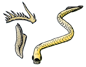 Artists rendering of what the conodont anmal might have looked like, an eel-like creature with large eyes and an apparatus of conodonts as mouthparts.