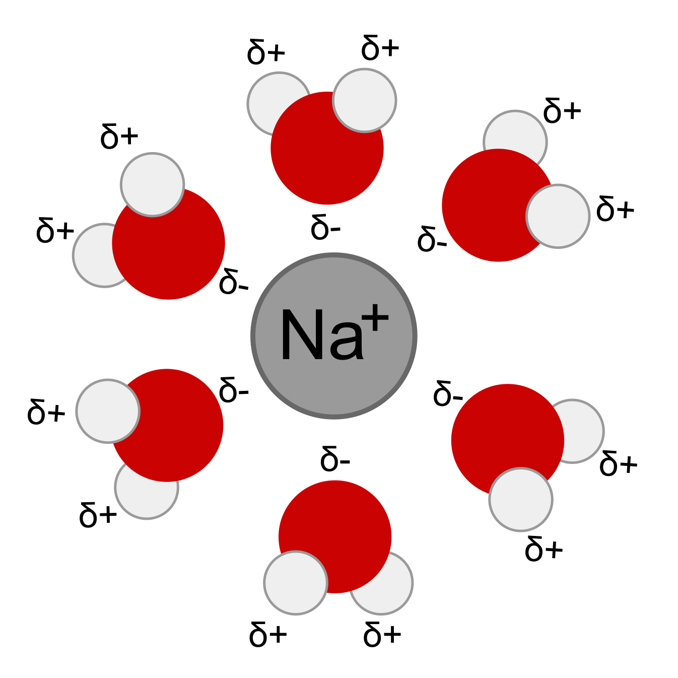 The negative part of the water molecules surrounds the positively-charged sodium ion.